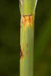 River bulrush